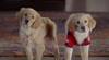 скриншот к Пятерка кладоискателей / Treasure Buddies (2010) HDRip | Лицензия