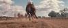 скриншот к Секретариат / Secretariat (2010) HDRip